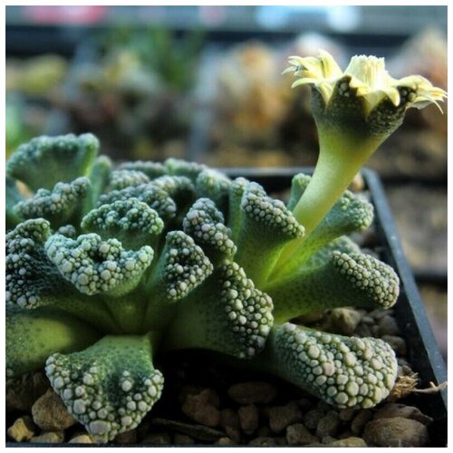     Titanopsis calcarea 10 .