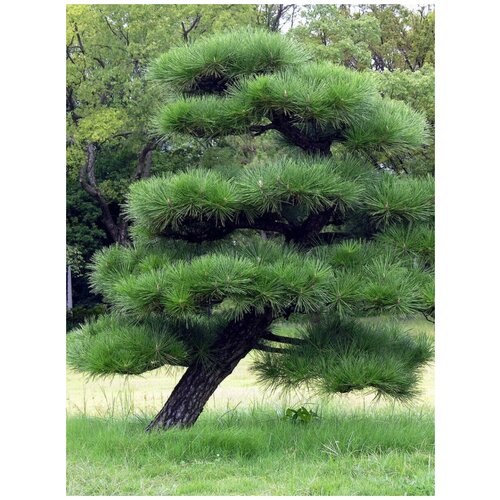 ���������� ������ ����� �������� (Pinus thunbergii), 45 ����