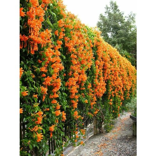���������� ������ ������� ������������� (Campsis radicans), 10 ����