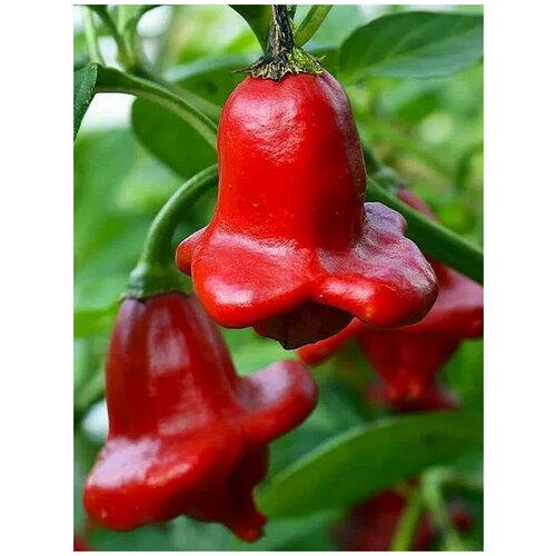 ���������� ������ ������ ����� Bishops crown (������� �����������), 5 ����