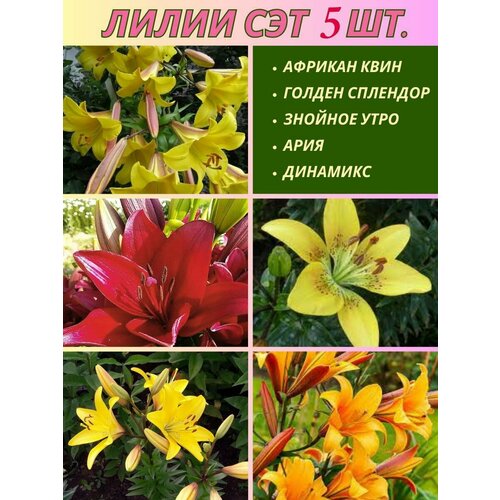 ���������� ����� ���������, ��������, ��� �� 5 ����