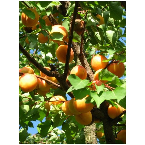    (Prunus armeniaca), 5    , -, 
