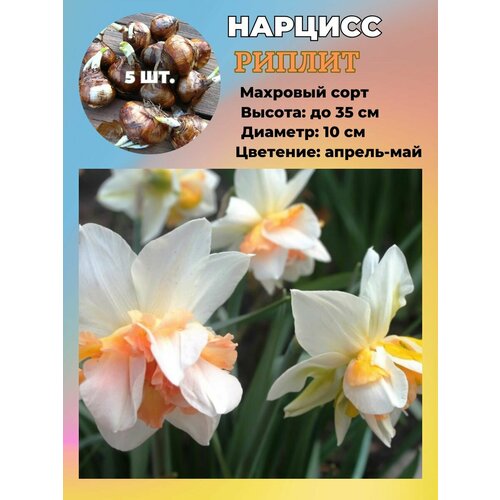 ���������� ������� ��������, �������� 5 ����