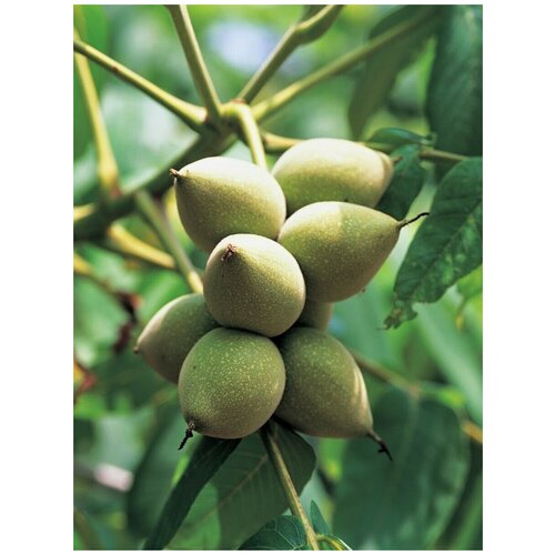 ���������� ������ ���� ������������ (Juglans mandshurica), 5 ����