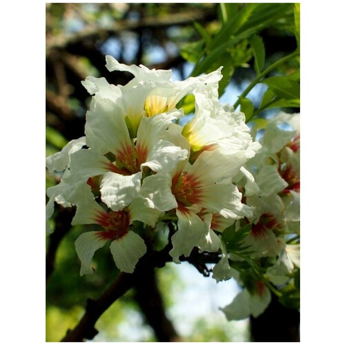     (Xanthoceras sorbifolium), 5 