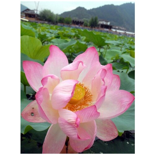 ���������� ������ ����� ����������� (Nelumbo nucifera), 5 ����
