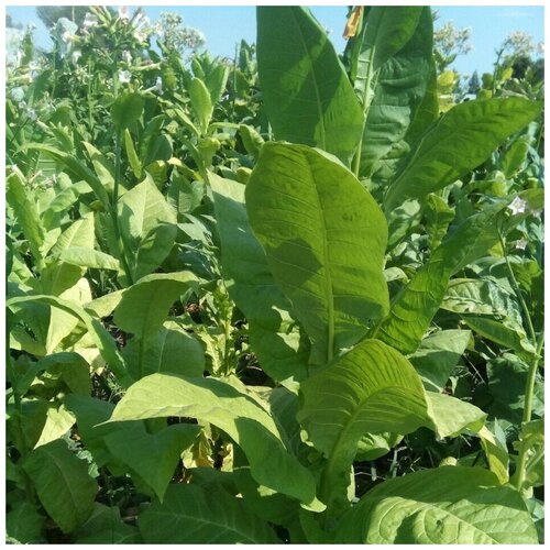 ���������� ������ ������ ����� ��������� ���� ��� 300 ��.