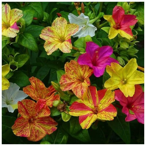 ���������� ������ ������ ��������� ������ ��������� ������� 10 ��.