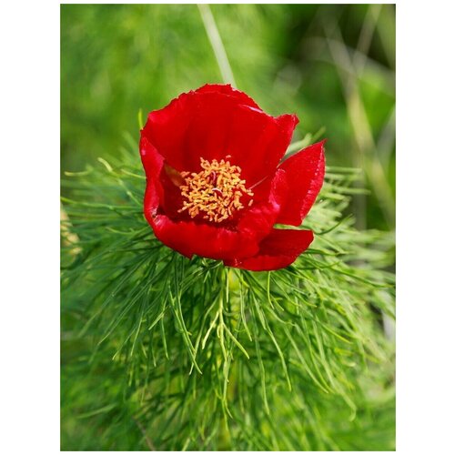 ���������� ������ ���� ����������� (Paeonia tenuifolia), 5 ����