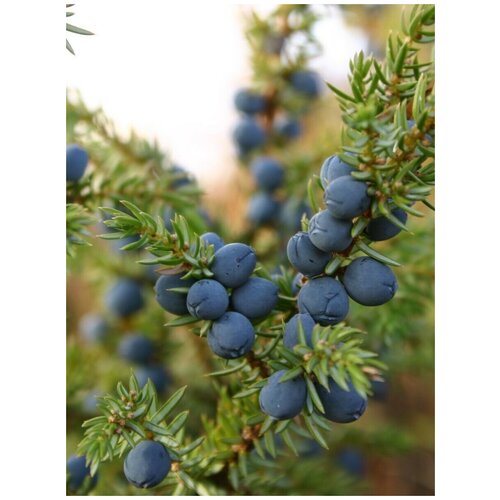     (Juniperus sibirica Burgsd), 30 