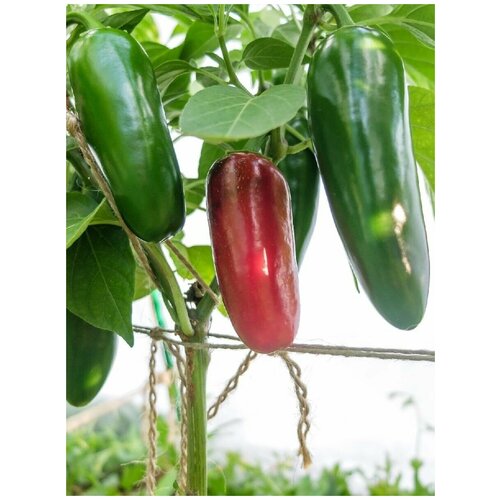 ���������� ������ ������ ����� Jalapeno giant red (��������� ������ �������), 5 ����