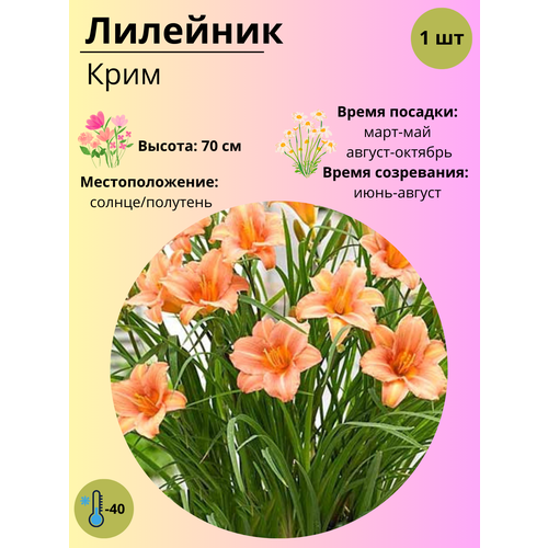 ���������� �������� ����, ����������� ����� / ������ 1 ��