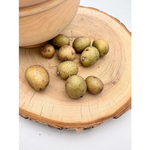 Семенной картофель мини клубни Люкс из лаборатории, 10 шт купить в Москве, Санкт-Петербурге, России и СНГ