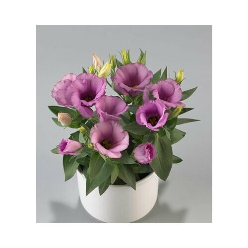 ���������� ������ ������ ������� ��������������� ����� ������� (5 ��.)