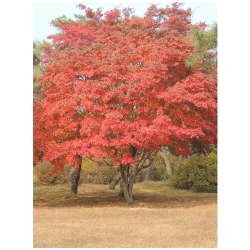    (Acer mandshuricum), 10    , -, 