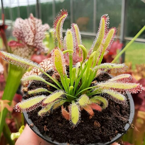 ���������� ������ ��������� �������, Drosera Bainskloof 10+ ��, ������ ��������, ��������� ���