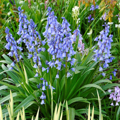 ���������� �������� ������, �hipollino flowers, ������������ BLUE (10 �������)