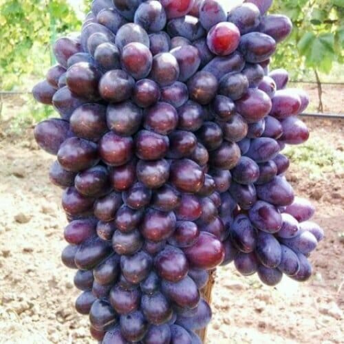 ���������� �������� ������ ������ (2 ��)