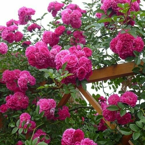 ���������� ���� ��������� ����� ���������