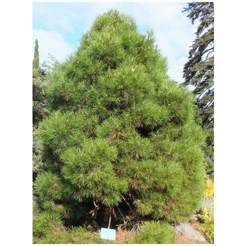    (Pinus nigra pallasiana), 50    , -, 