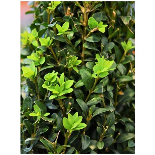    (Buxus sempervirens), 10    , -, 