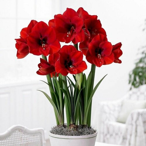   , Hippeastrum Red Lion,    , -, 