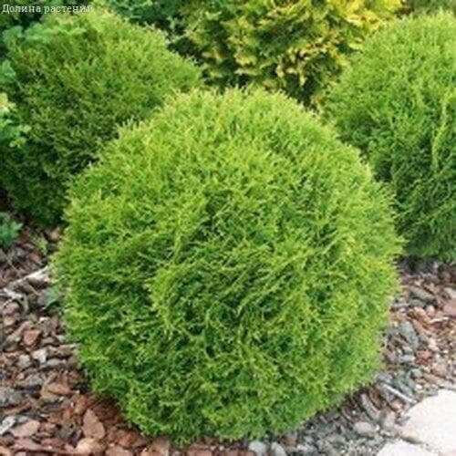 ���������� ��� �������� ������ (1 ������� � ������ 15-20 ��). Belgium Plants Van. (�������)