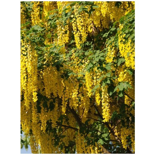      (Laburnum anagyroides), 10 