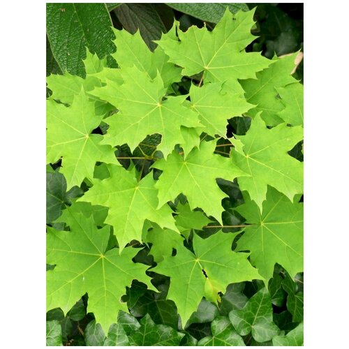    (Acer platanoides), 15    , -, 
