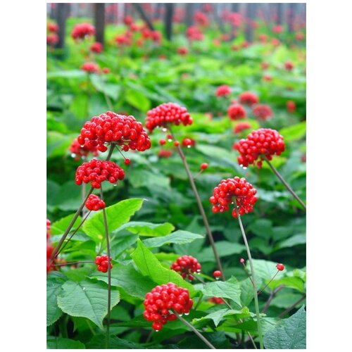 ���������� ������ �������� ������������ (Panax ginseng), 5 ����