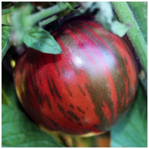 ���������� ������ ������ ����� �����-��������� ������������ 10 ��.