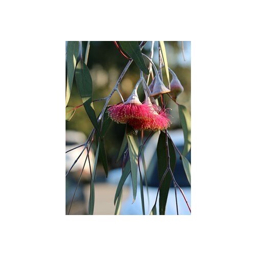    -   -   (. Eucalyptus hybrida)  500