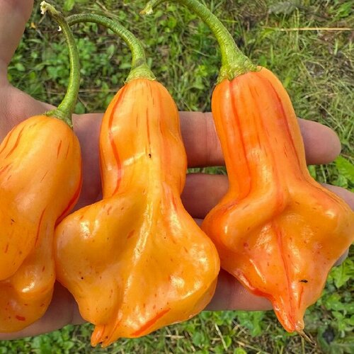 ���������� ������ ������ ����� ������ Zebrange 5 ��.