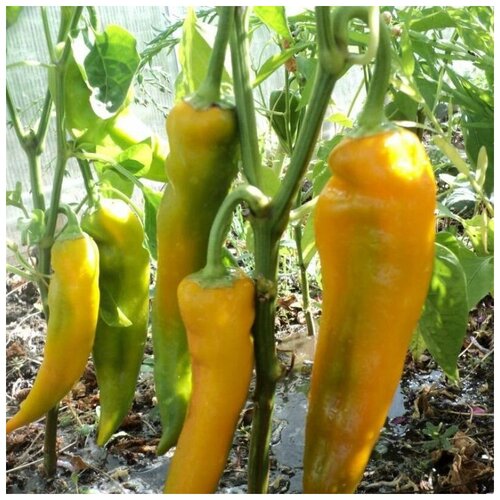 ���������� ������ ������ ����� ������� ������� ������ 10 ��.