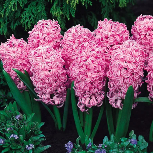 ���������� �������� ������, �hipollino flowers, ������� PINK SURPRISE (2 ��������)