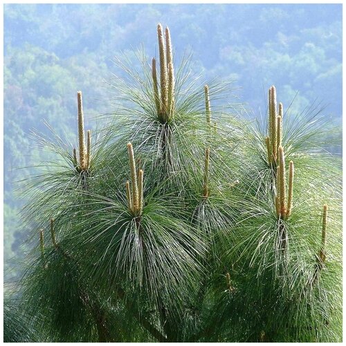   (. Pinus roxburghii)  10   , -, 