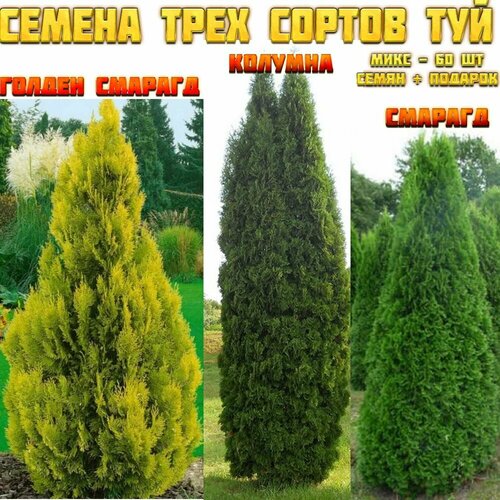 ���������� ������ ��� 60 ��. ���� �� 3-� ������ �������� ��� - �������, ������ ������� � �������. + �������