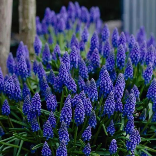 ���������� �������� ������� ARMENIACUM ( 10 �� )