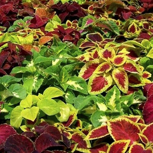 ���������� ������ ����� ����� ������� (0,1��), ����� ��� ������ (����������� 2,5�)-1��, ������ ������ ��� �������, ������� � ����