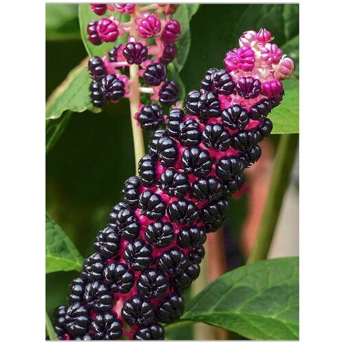���������� ������ ������� ������� (Phytolacca acinosa), 25 ����