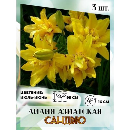 ���������� ����� ���������, �������� 3 ��, ����������� �����