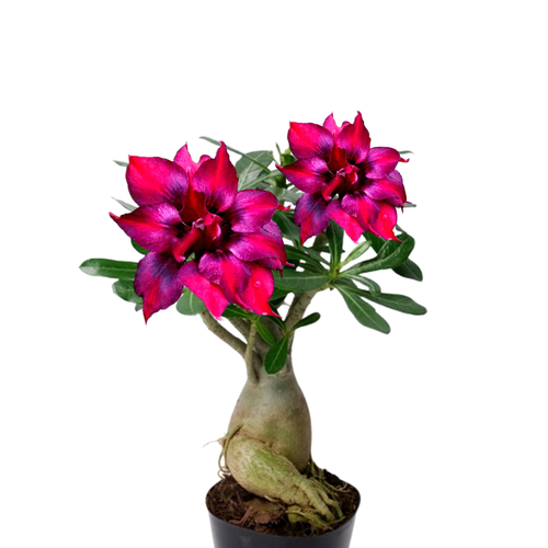 ���������� ������������ ������ ������� Purple King 3 ��