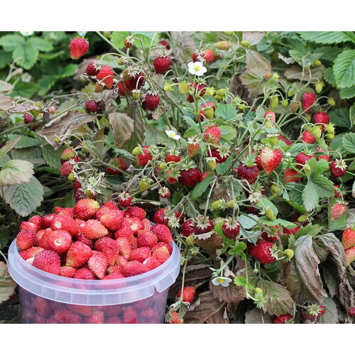 ���������� ��������� ���������� ������������ ������� 0.05 ������ ����� ������� ������