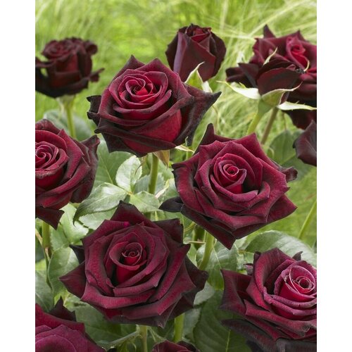 ���������� ������ ���� �����-��������� ���� ������� 5 ��. (1 ��������)