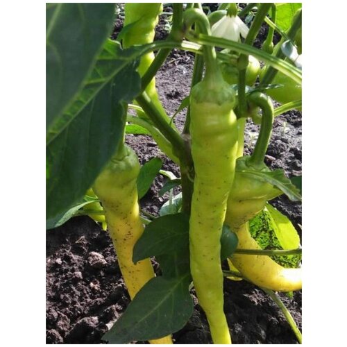 ���������� ������ ������ ����� ��������� ����� ������ (Tsitsak yellow), 5 ����