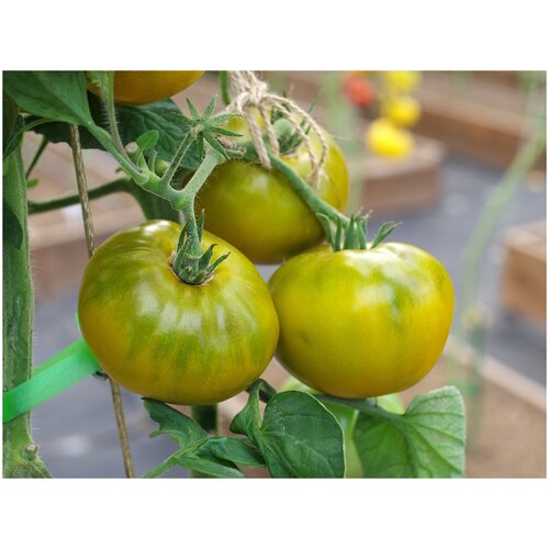 ���������� ������ ������ 