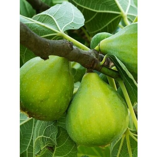 ���������� ������ ����� ����� ������, �����, ��������� ����, �����������, 30 �����