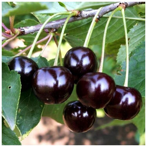 ���������� ������ ������ ����� ���������� ������ 10 ��.