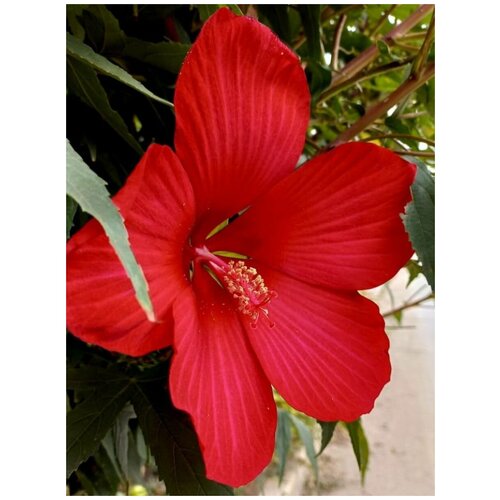     (Hibiscus herbaceous), 10    , -, 