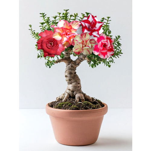 ���������� ������ �� ��������� 